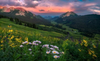 Picture of BLOOMING IN THE VALLEY