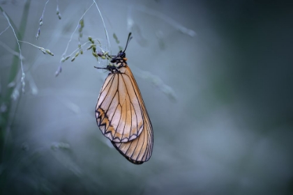 Picture of BUTTERFLY