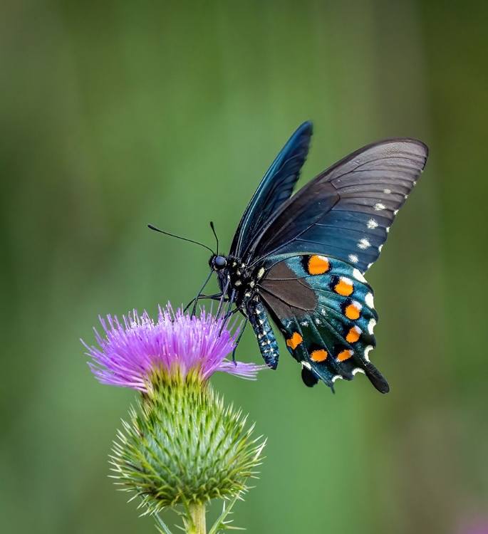 Picture of PIPEVINE SWALLOWTAIL