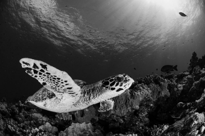 Picture of HAWKSBILL