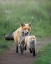 Picture of A??SLOW DOWN-MY BABY!A?