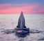 Picture of BRYDES WHALE JAWS