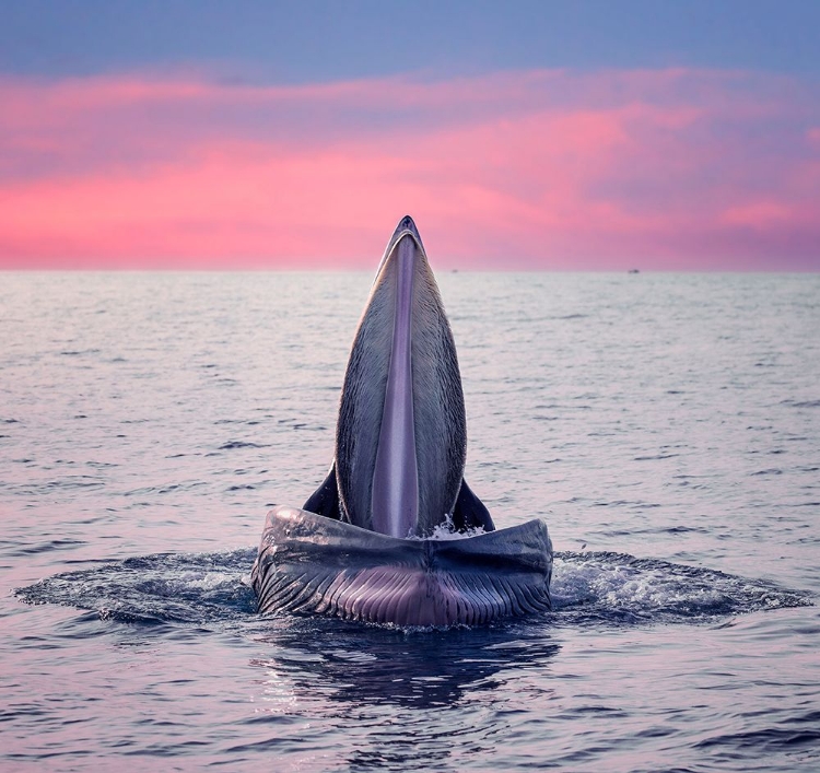 Picture of BRYDES WHALE JAWS