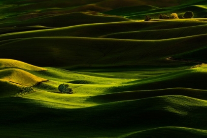 Picture of PALOUSE WHEAT FIELDS