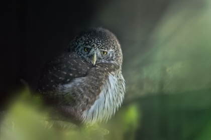 Picture of EURASIAN PYGMY OWL (GLAUCIDIUM PASSERINUM)