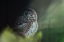 Picture of EURASIAN PYGMY OWL (GLAUCIDIUM PASSERINUM)