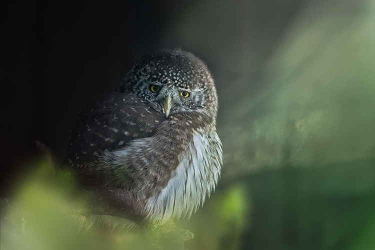 Picture of EURASIAN PYGMY OWL (GLAUCIDIUM PASSERINUM)