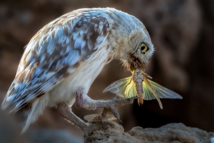 Picture of PEEPING OWL EATING DRAGONFLY
