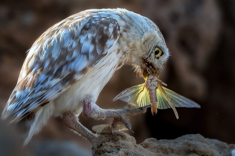 Picture of PEEPING OWL EATING DRAGONFLY