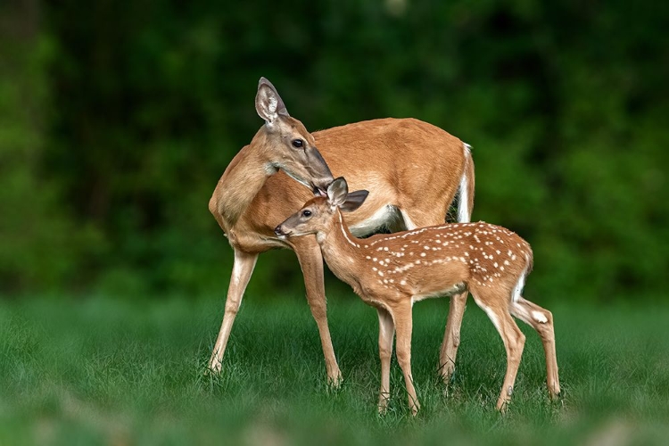 Picture of MOM AND BABY