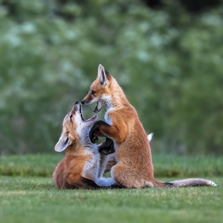 Picture of RED FOX