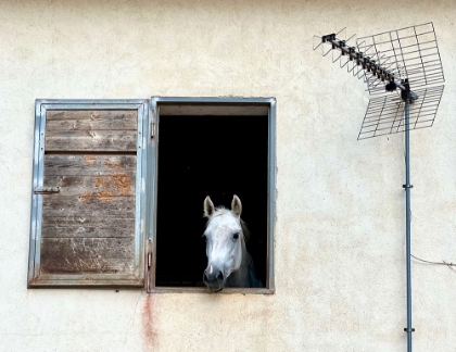 Picture of THE WINDOW