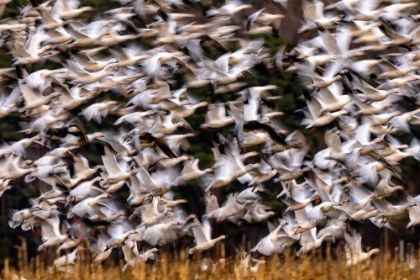Picture of SNOW GEESE IN SLOW MOTION