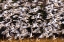 Picture of SNOW GEESE IN SLOW MOTION