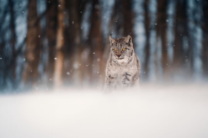 Picture of AMIDST SNOWSTORM