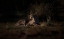 Picture of CHEETAH