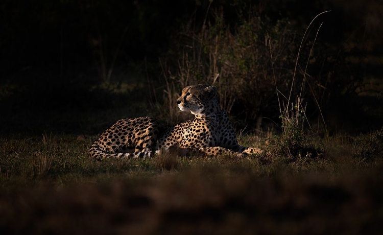 Picture of CHEETAH