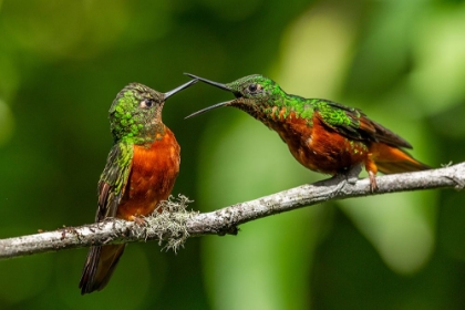 Picture of CHESTNUT BREASTED CORONET