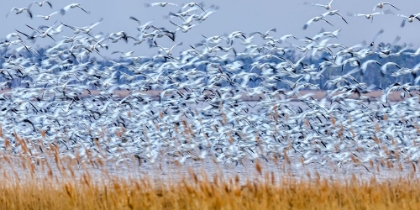 Picture of SNOW GEESE AT DUSK