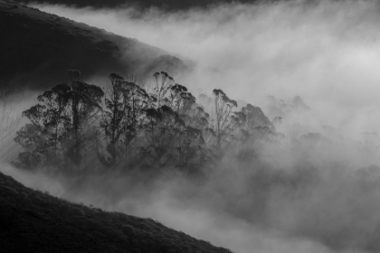 Picture of MORNING FOG