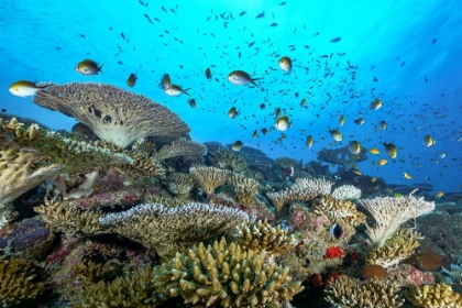 Picture of THE REEF
