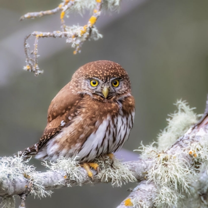 Picture of NORTHERN PYGMY OWL