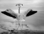 Picture of FLAMINGOS DUET