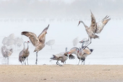 Picture of DANCING IN THE FOGGY MORNING