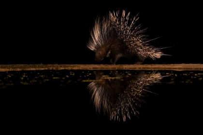 Picture of CRESTED PORCUPINE AND ITS REFLECTION
