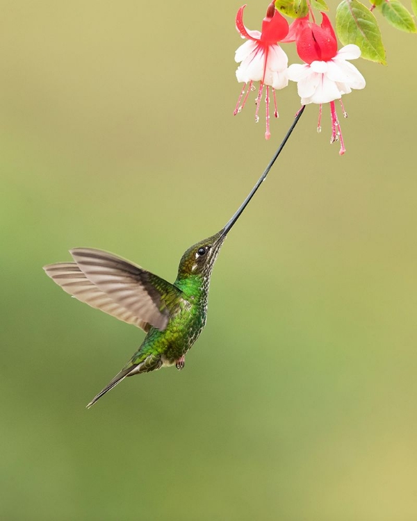 Picture of SWORD-BILLED HUMMINGBIRD