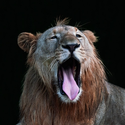 Picture of YAWNING