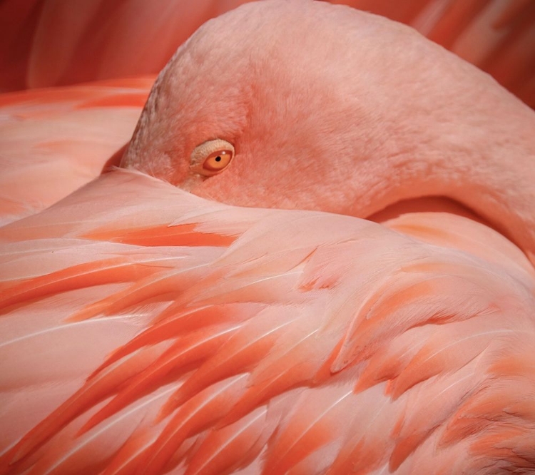 Picture of PORTRAIT OF A PINK FLAMINGO