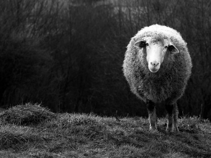 Picture of WONDERING SHEEP