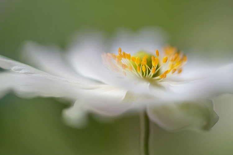 Picture of WHITE ANEMONE