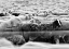 Picture of RIVER SHEEP ||
