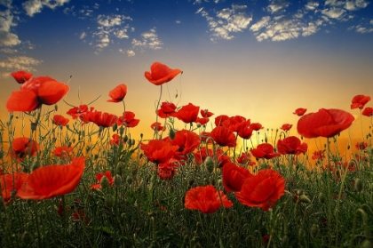 Picture of POPPIES