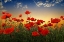 Picture of POPPIES