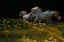 Picture of DUEL