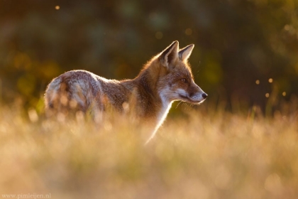 Picture of LAST LIGHT FOX