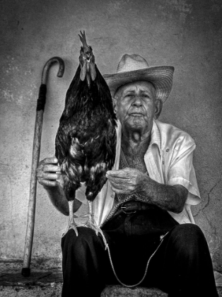 Picture of THE OLD MAN WITH HIS FIGTING COCK