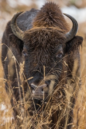 Picture of WISENT