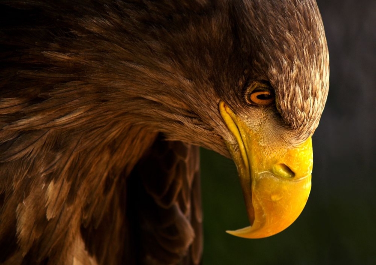 Picture of EAGLE PURSUES PREY