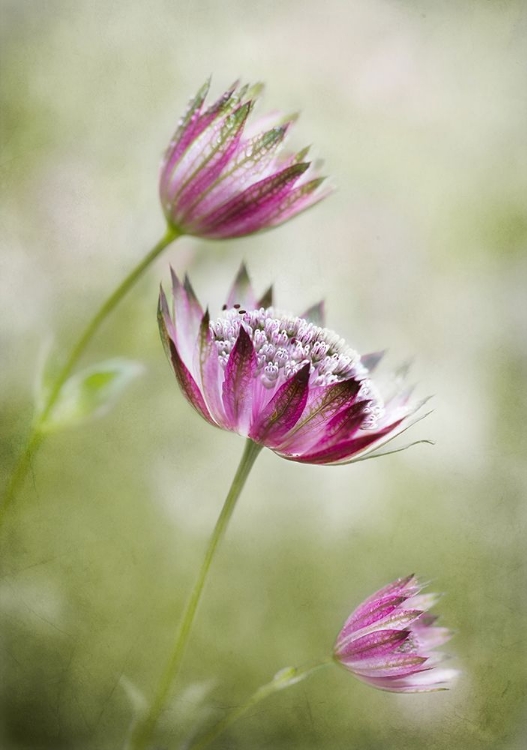 Picture of ASTRANTIA