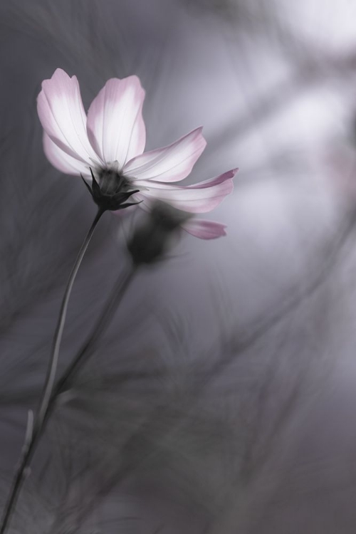 Picture of COSMOS