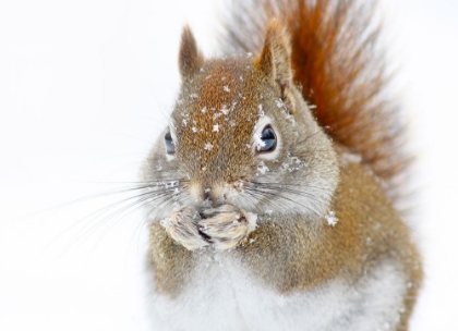 Picture of CHRISTMAS SQUIRREL