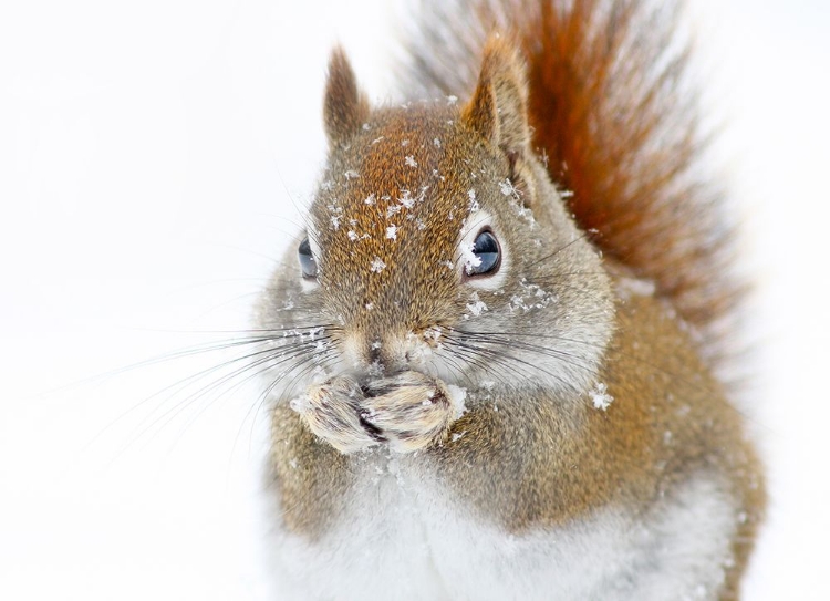 Picture of CHRISTMAS SQUIRREL