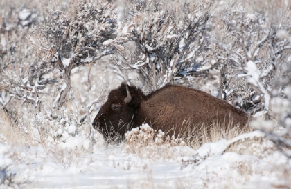 Picture of BISON IN WINTERLAND