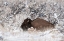 Picture of BISON IN WINTERLAND