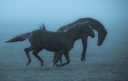 Picture of HORSES IN THE FOG