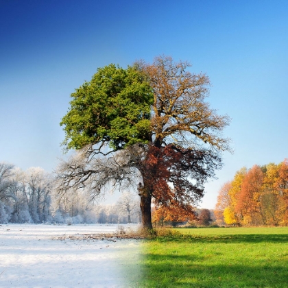 Picture of 4 SEASONS